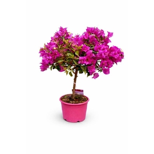Bougainvillea Alexandra stam korte stam, rose pot