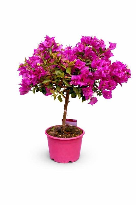 <h4>Bougainvillea Alexandra stam korte stam, rose pot</h4>
