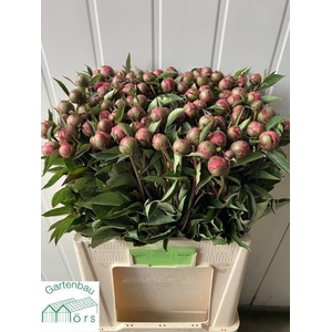PAEO EDULIS SUPERBA ANGEBOT