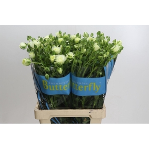 Ranunculus Butterfly Graces