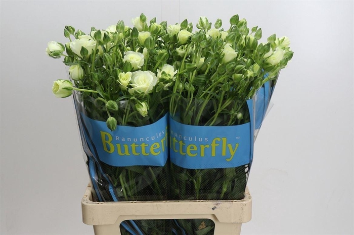 <h4>Ranunculus Butterfly Graces</h4>
