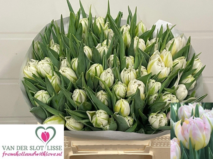 <h4>TU DU PASSWORD</h4>