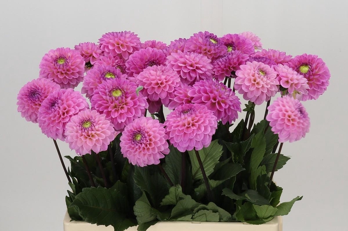 <h4>Dahlia Wizard of Oz</h4>