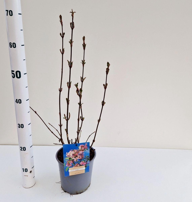 <h4>Viburnum bodnantense 'Dawn'</h4>