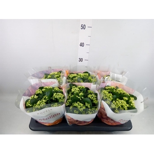 Kalanchoe blos. 'RosDon Dione'