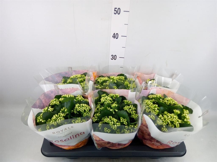 <h4>Kalanchoe blos. 'RosDon Dione'</h4>