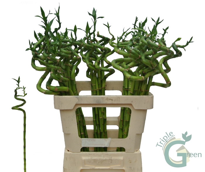 <h4>DRAC LUCKY BAMBOO</h4>