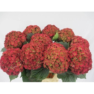 Hydrangea royal anastasia classic