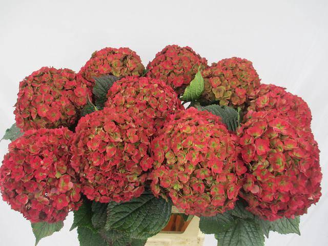 <h4>Hydrangea royal anastasia classic</h4>