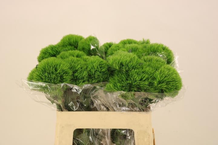 <h4>DI BARB KIWI MELLOW</h4>