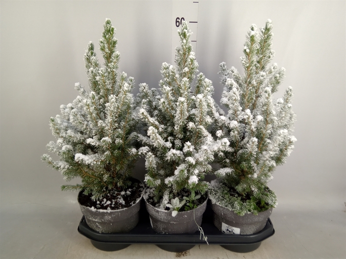 <h4>Picea glauca 'Conica'</h4>