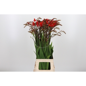 Crocosmia Grbl Lucifer