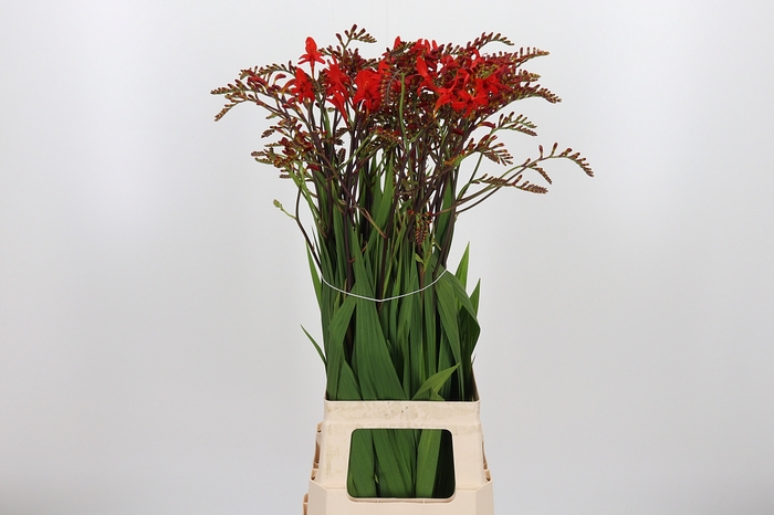 <h4>Crocosmia Grbl Lucifer</h4>