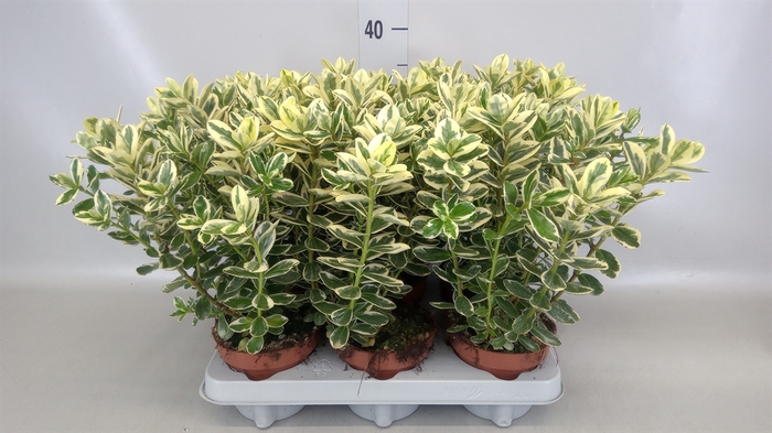 Hebe andersonii 'Variegata'