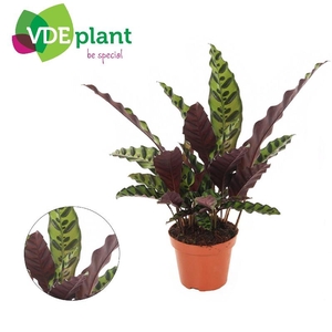 Calathea Lancifolia Insignis