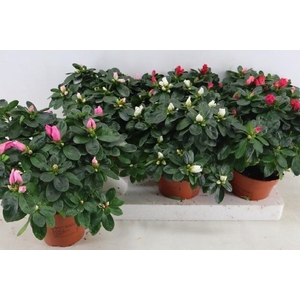 RHODO SI VOGEL GEM