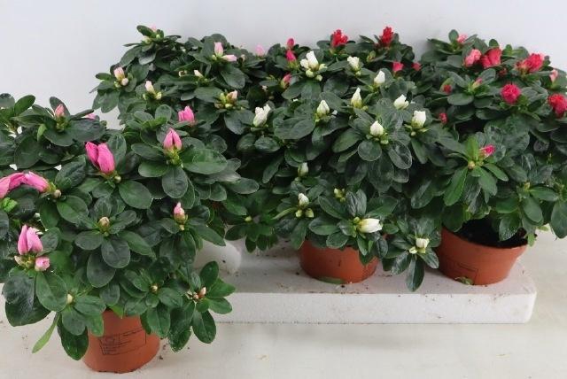 <h4>RHODO SI VOGEL GEM</h4>