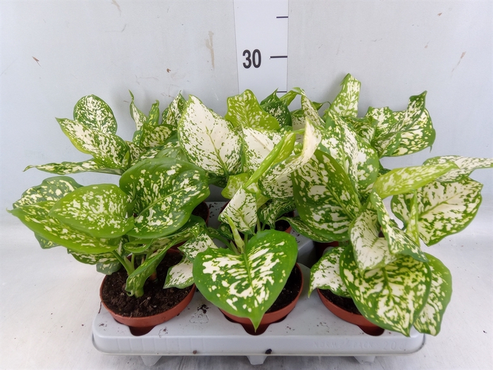 <h4>Aglaonema   ...</h4>