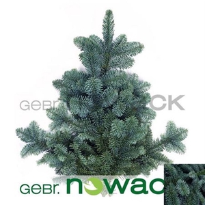 Abies Nob Blauw Bs