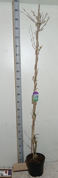 <h4>WIST SIN PROLIFIC</h4>