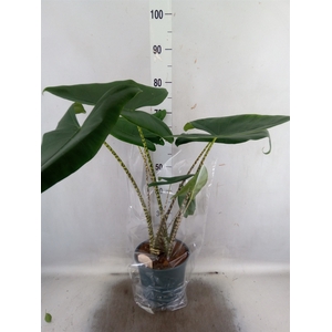 Alocasia zebrina