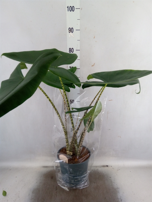 <h4>Alocasia zebrina</h4>