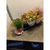 Chrys Garden Mums Gm P15.