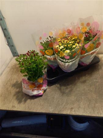 <h4>Chrys Garden Mums Gm</h4>