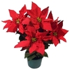 POINSETTIA P11 VERMELHO