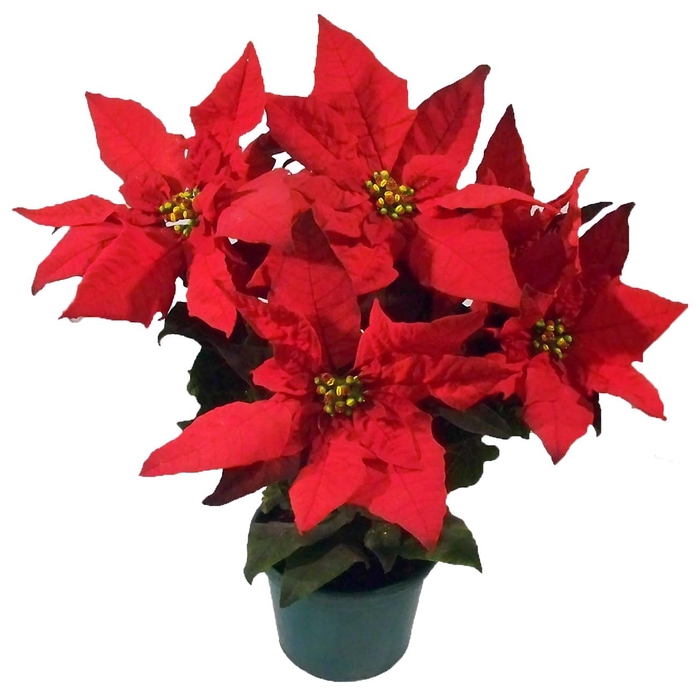 <h4>POINSETTIA P11 VERMELHO</h4>