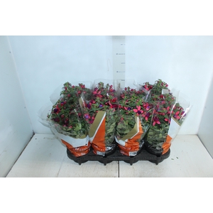BRINCO DE PRINCESA P15