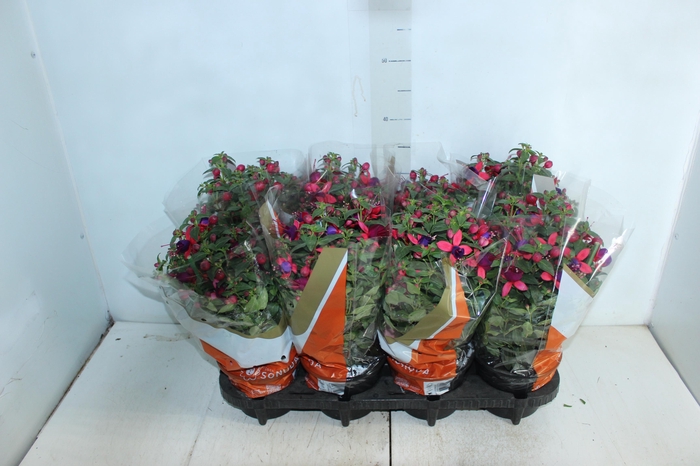 <h4>BRINCO DE PRINCESA P15</h4>