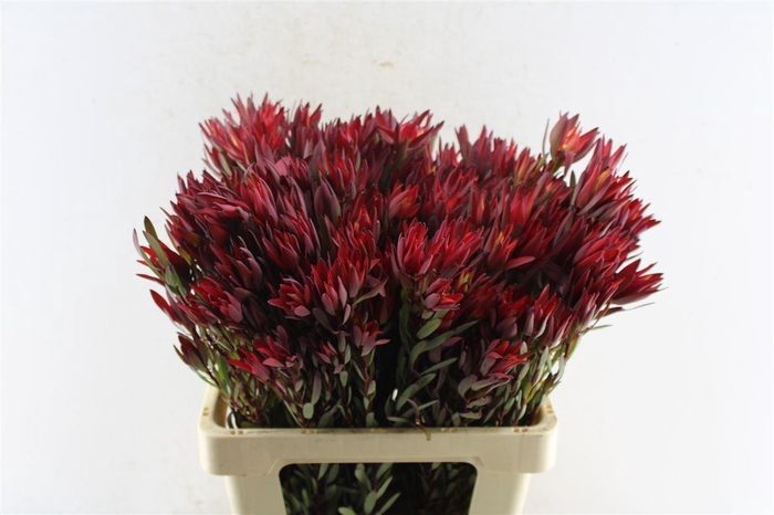 <h4>Leucad Sal Blush Ex</h4>