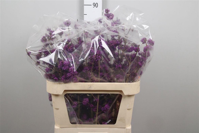 <h4>Callicarpa Giraldii</h4>