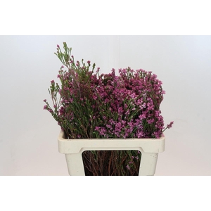 Cape Green Erica Pink
