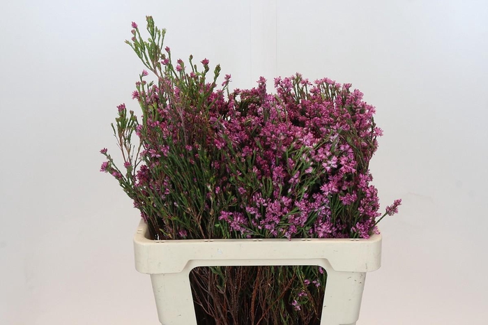 <h4>Cape Green Erica Pink</h4>