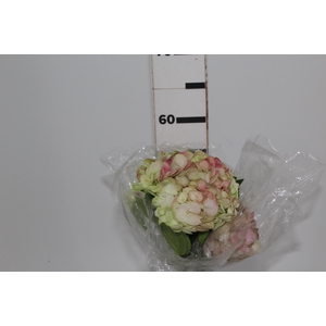 HORTENCIA BICOLOR 070 CM