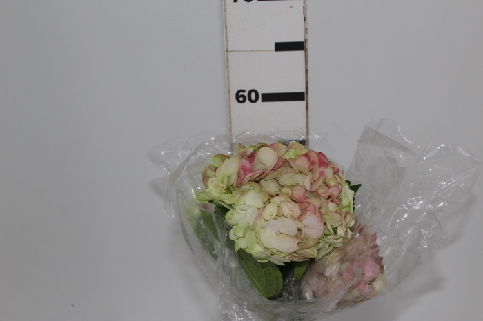 <h4>HORTENCIA BICOLOR 070 CM</h4>