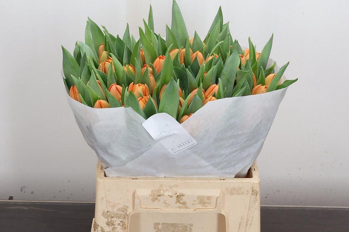 <h4>Tu Du Lorenzo</h4>