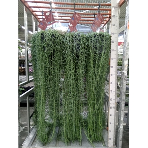 Senecio   ...