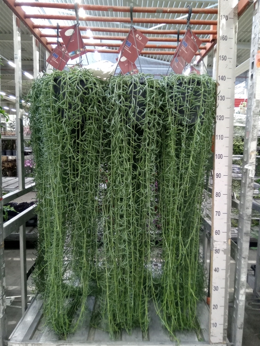 <h4>Senecio   ...</h4>