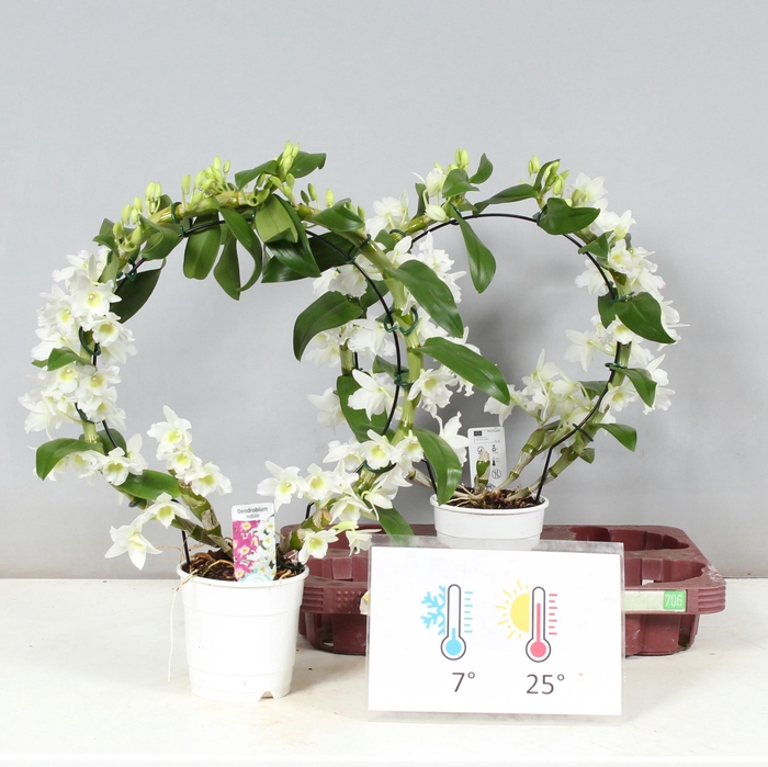 <h4>DENDR N SC APOLLON</h4>