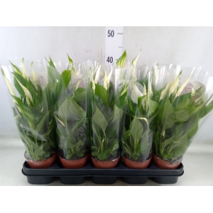 Spathiphyllum  'Torelli'