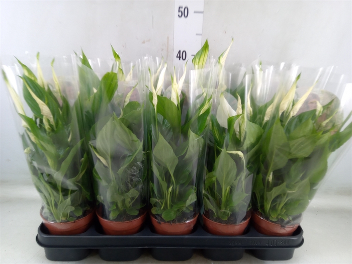 <h4>Spathiphyllum  'Torelli'</h4>