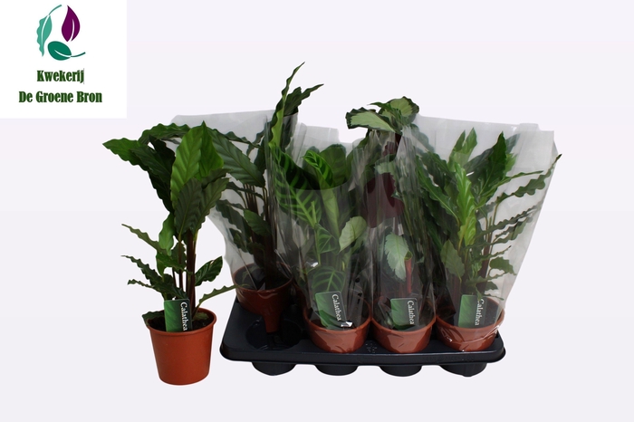 <h4>CALAT GEM 3 SRT</h4>