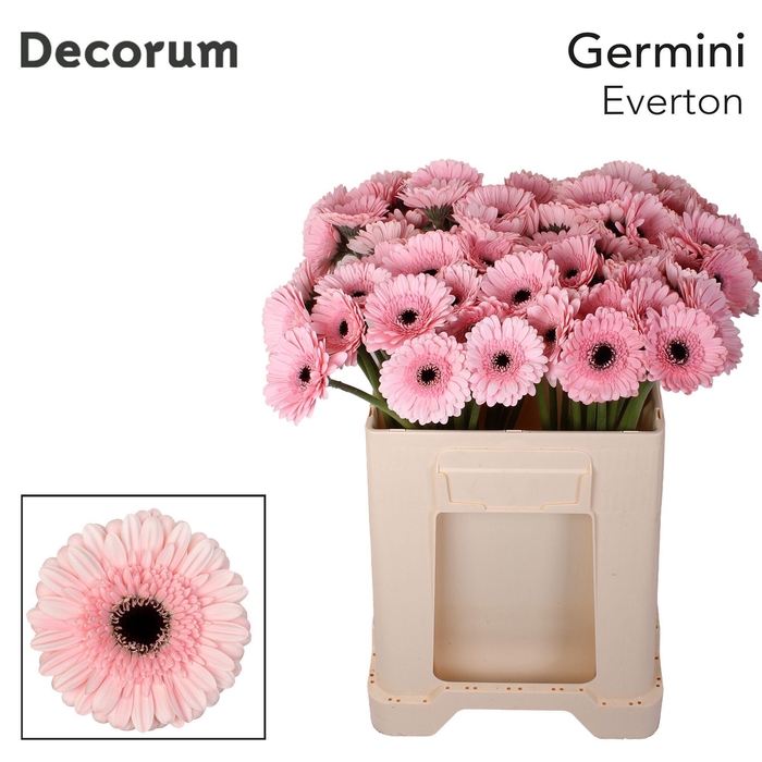 <h4>Germini Everton Water</h4>