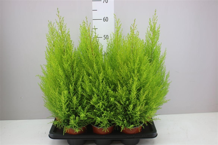 <h4>Cupressus Wilma</h4>