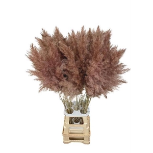 DF Pampas 115cm Brown