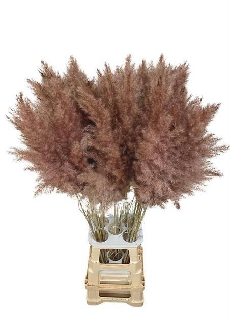 <h4>DF Pampas 115cm Brown</h4>
