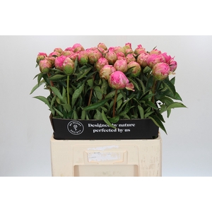 Paeonia Jacorma